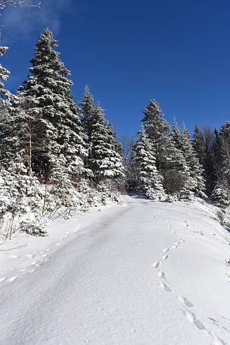 Een ijzig bos na de storm