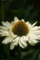 zonnehoed echinacea