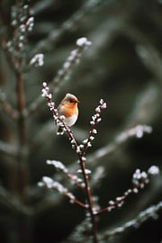 Cute Robin by Treechild