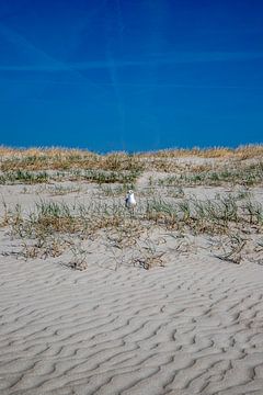 seagull in a dune by Alexander Wolff