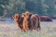 2 Nieuwgierige Schotse Hooglander kalfjes van Karin van Rooijen Fotografie thumbnail