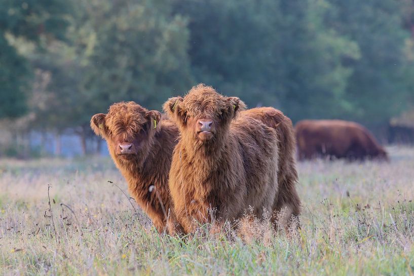 2 Nieuwgierige Schotse Hooglander kalfjes van Karin van Rooijen Fotografie