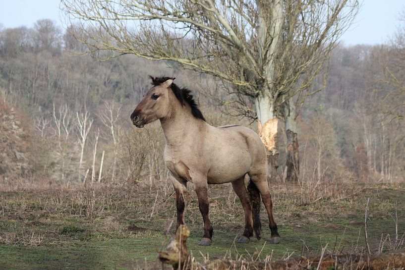 Konik Pferd von John Kerkhofs