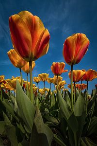 Oranje - gele tulpen met een blauwe lucht van Marjolijn van den Berg