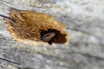 Muurhagedis in een boom