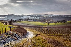 Vineyard @ Fromberg by Rob Boon