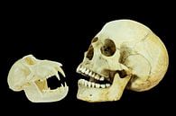 Echte schedels van mens en aap geïsoleerd op zwarte achtergrond van Ben Schonewille thumbnail