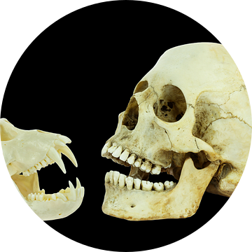 Echte schedels van mens en aap geïsoleerd op zwarte achtergrond