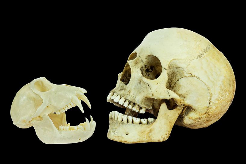 Echte schedels van mens en aap geïsoleerd op zwarte achtergrond van Ben Schonewille