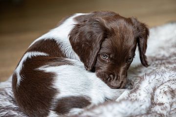 Liggende Heidewachtel puppy met bruin schimmel tekening op een kleedje