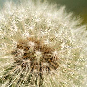 paardenbloem uitgebloeid van Arie Jan van Termeij