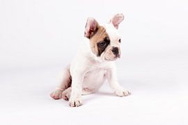 Mollie by LUNA Fotografie