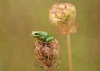 Laubfrosch auf verbrauchter Blüte