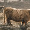Schotse hooglander in natuurgebied Berkheide van Dirk van Egmond
