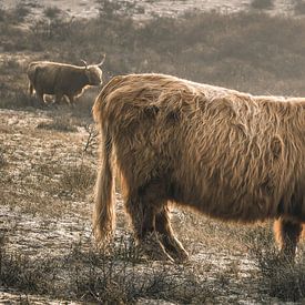 Scottish highlander in Berkheide nature reserve by Dirk van Egmond