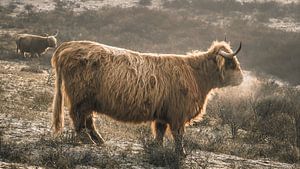 Schottische Hochlandbewohner im Naturschutzgebiet Berkheide