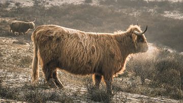 Schotse hooglander in natuurgebied Berkheide van Dirk van Egmond