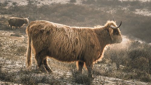 Scottish highlander in Berkheide nature reserve by Dirk van Egmond