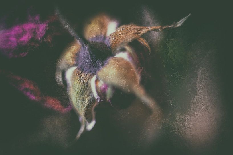 Rosebud van Petra Dreiling-Schewe