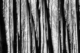 Tree trunks (abstract, black and white)
