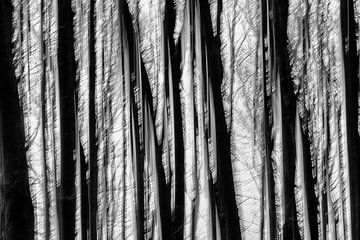 Boomstammen (abstract, zwart-wit) van Fotografie Jeronimo