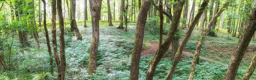 Wilderness Forest by Tobias Luxberg