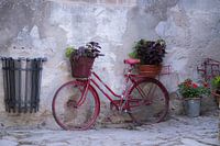 Old red bicycle with flowers