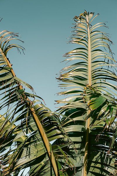 Botanischer Bananenbaum | Gran Canaria Kanarische Inseln | Fotodruck Reisefotografie Spanien von HelloHappylife