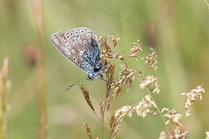 Ikarus blau, Schmetterling