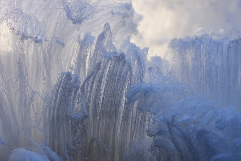 Struktur von Eishaar oder Schneebart von Cor de Hamer