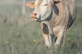 Rustige ontmoeting van Niwo Photography