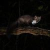 stone marten by Andy van der Steen - Fotografie