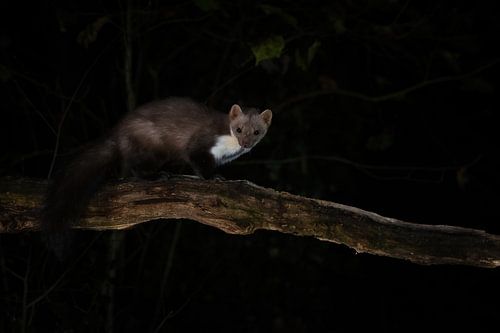 steenmarter van Andy van der Steen - Fotografie