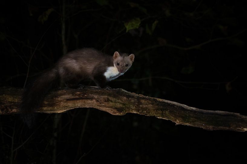 stone marten by Andy van der Steen - Fotografie