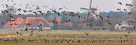 Barnacle geese taking flight on the Wadden island of Terschelling, the Netherlands. by Frans Lemmens