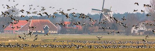 Barnacle geese taking flight on the Wadden island of Terschelling, the Netherlands.