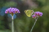 Schmetterling auf Blume von Leo Luijten Miniaturansicht