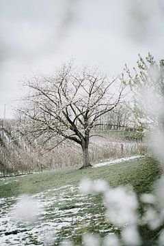 Bloesems in de sneeuw van visitlimburg