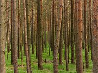 Dennenbos op de Lüneburger Heide