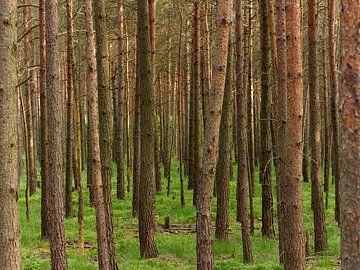 Forêt de pins dans la lande de Lunebourg
