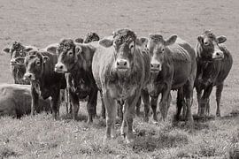 Brown Limousin Cows in a Row / Nature and Landscape Photography by Anke Sol