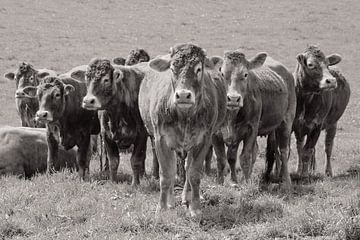 Bruine Limousin Koeien op een rijtje / Natuur en Landschapsfotografie van Anke Sol