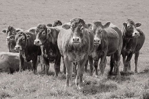 Bruine Limousin Koeien op een rijtje / Natuur en Landschapsfotografie