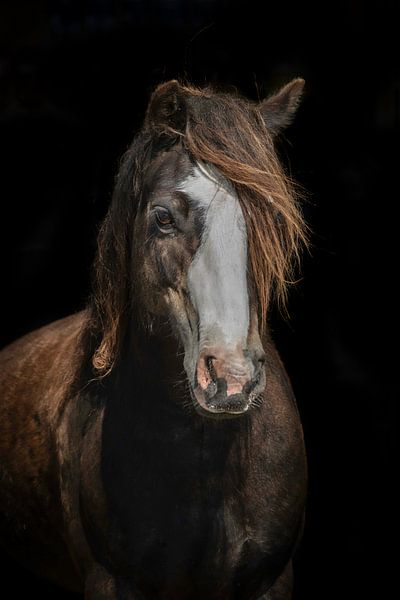 Sydney van Eilandkarakters Ameland