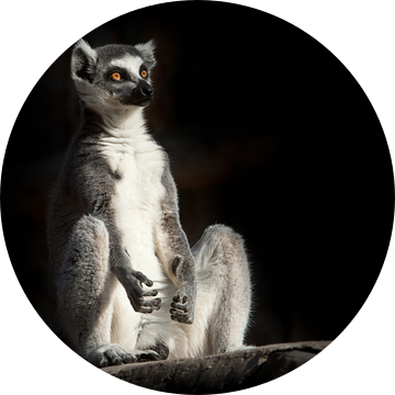 ring-tailed lemur in de donkere zwarte achtergrond zit alsof hij bezig is met spirituele prakiki (me van Michael Semenov