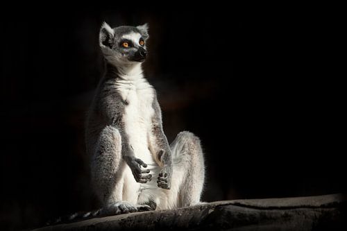 ring-tailed lemur in de donkere zwarte achtergrond zit alsof hij bezig is met spirituele prakiki (me