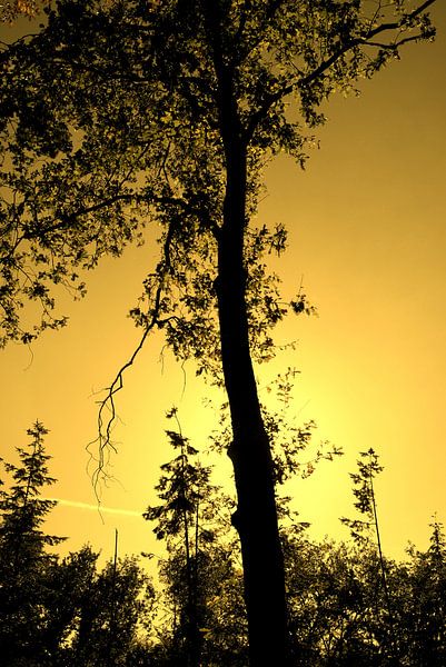 Yellow tree par 28Art - Yorda