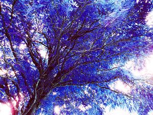 Tree Magic 58 - fairy colors