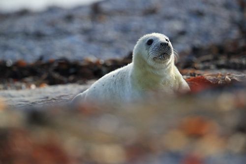 Grijze Zeehond Brul Helgoland Eiland Duitsland