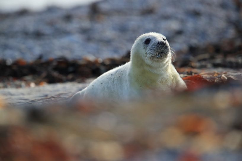 Grey Seal Howler Helgoland Island Germany by Frank Fichtmüller
